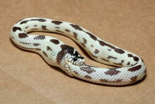 serpiente se come a si misma