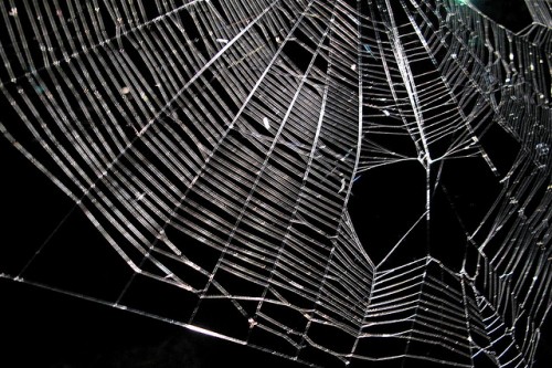telaraña rota