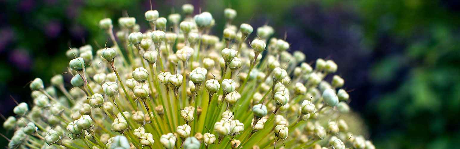 cabecera plugin redirection WordPress